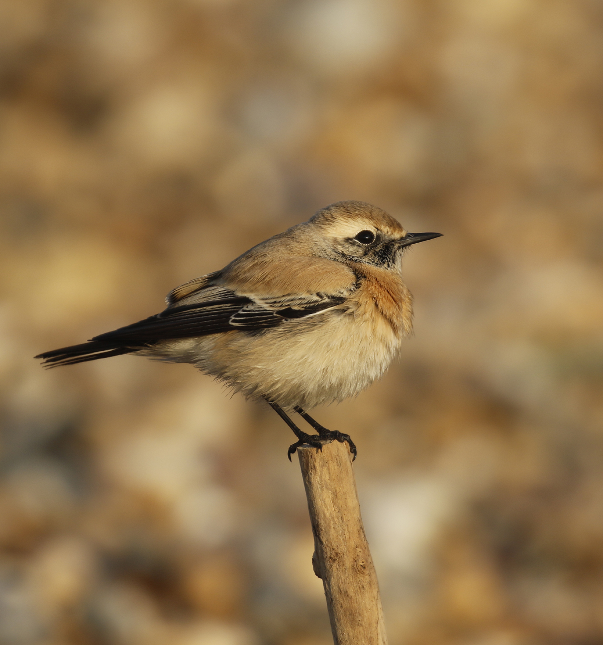 Desert Wheatear