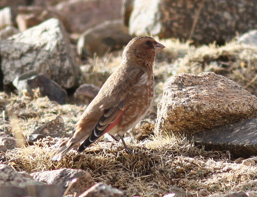 Crimson winged Finch