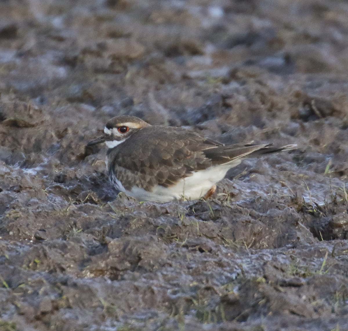 Killdeer