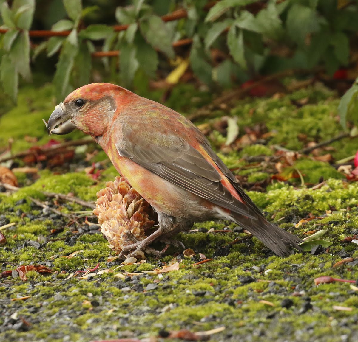 Parrot Crossbill