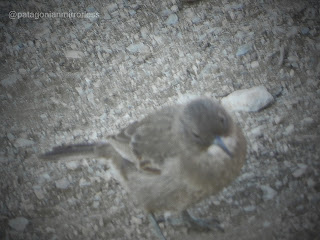 cacholote pardo