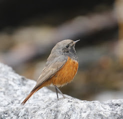 Eastern Black Redstart