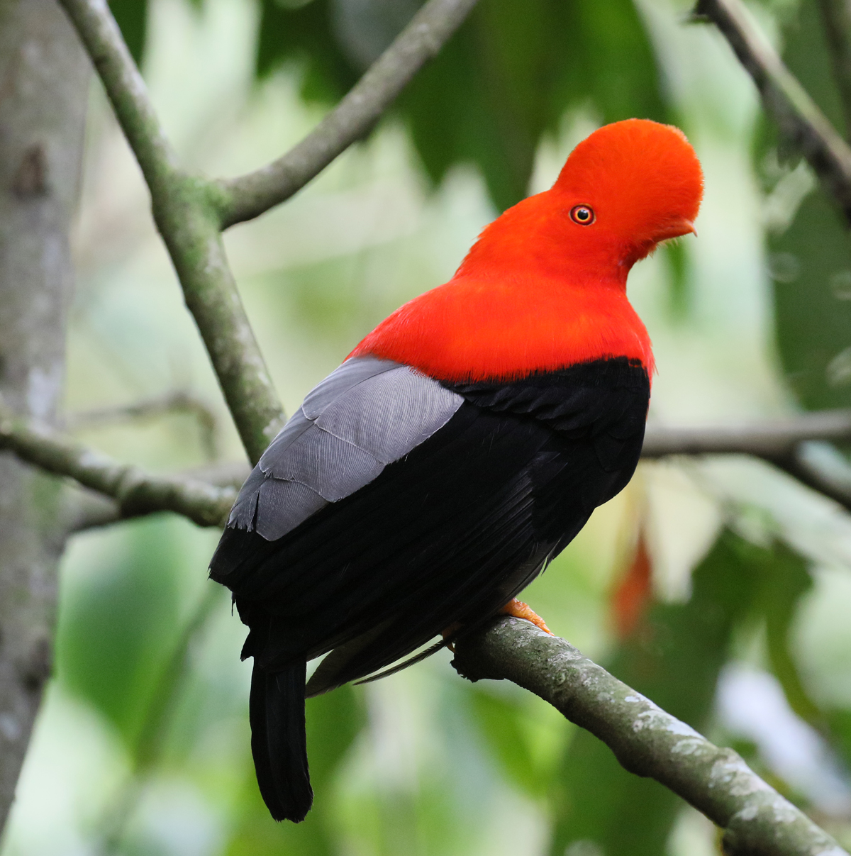 Cock of the Rock
