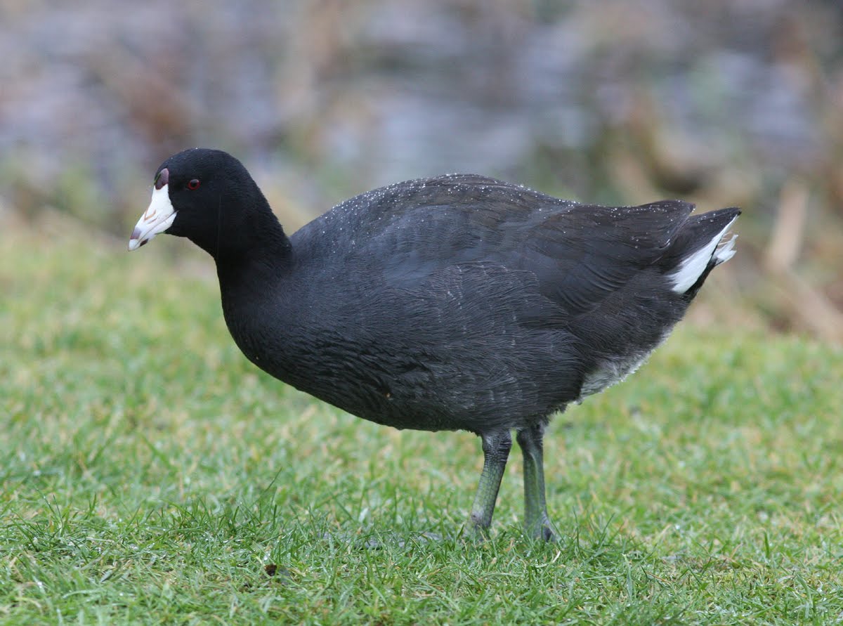 American Coot