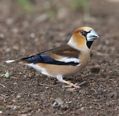 Hawfinch