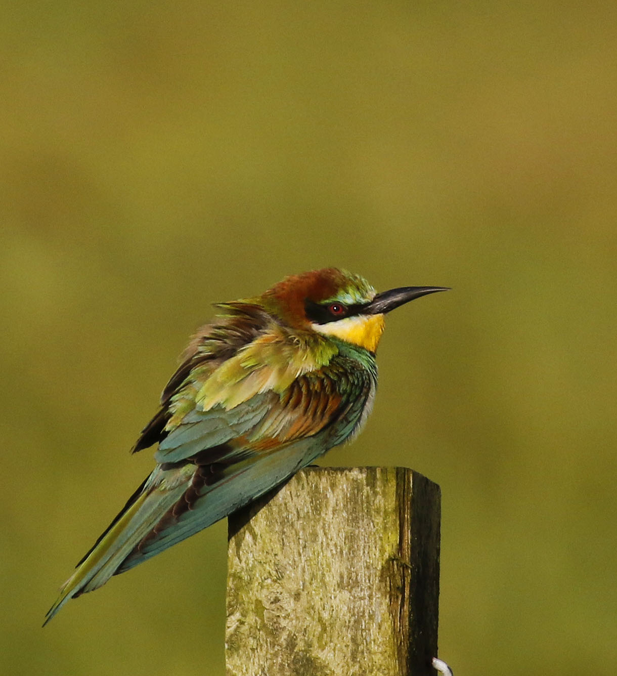 European Bee-eater