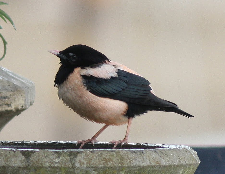 Rose coloured Starling