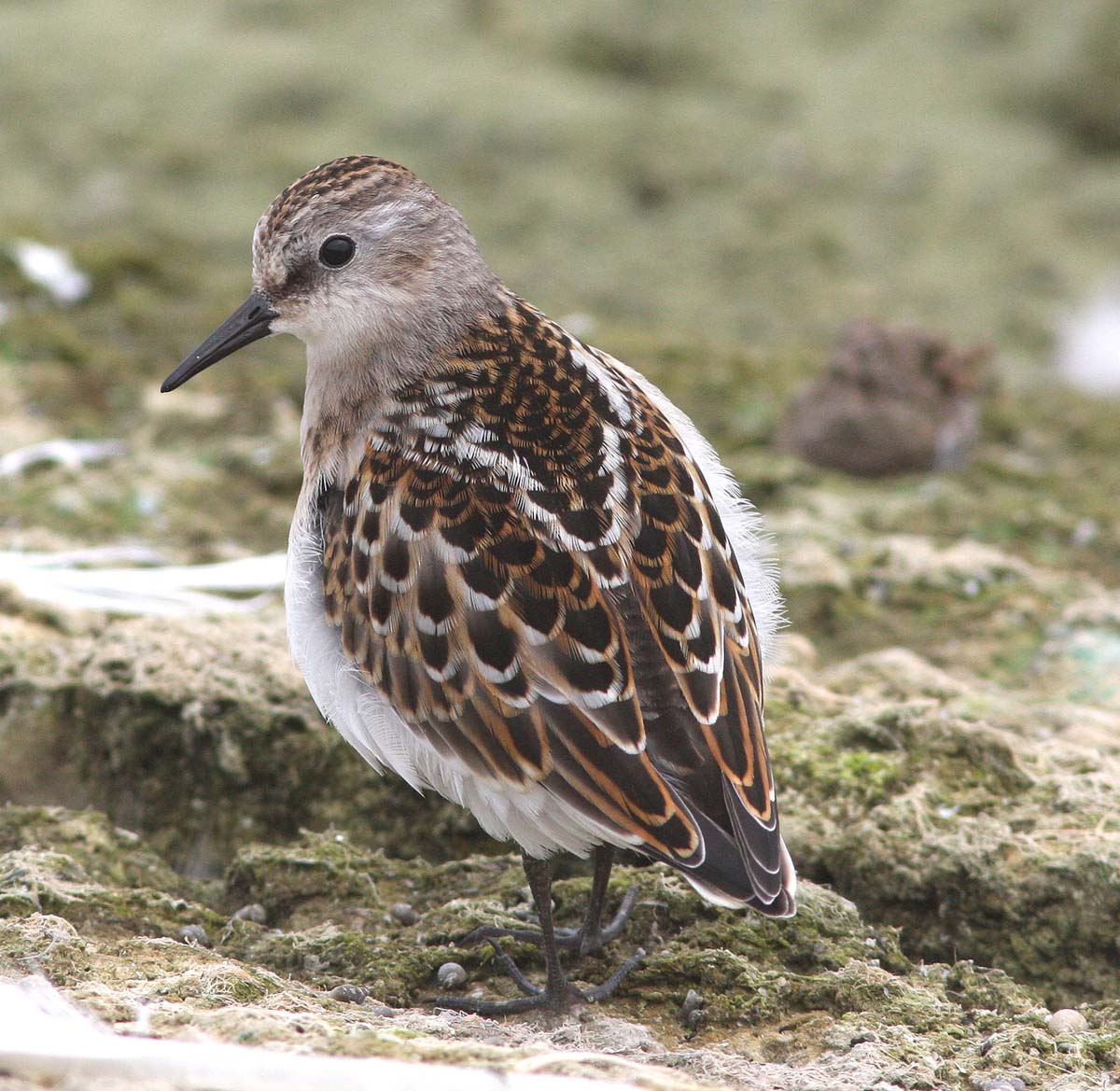 Little Stint