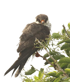Bird of the Year 2017