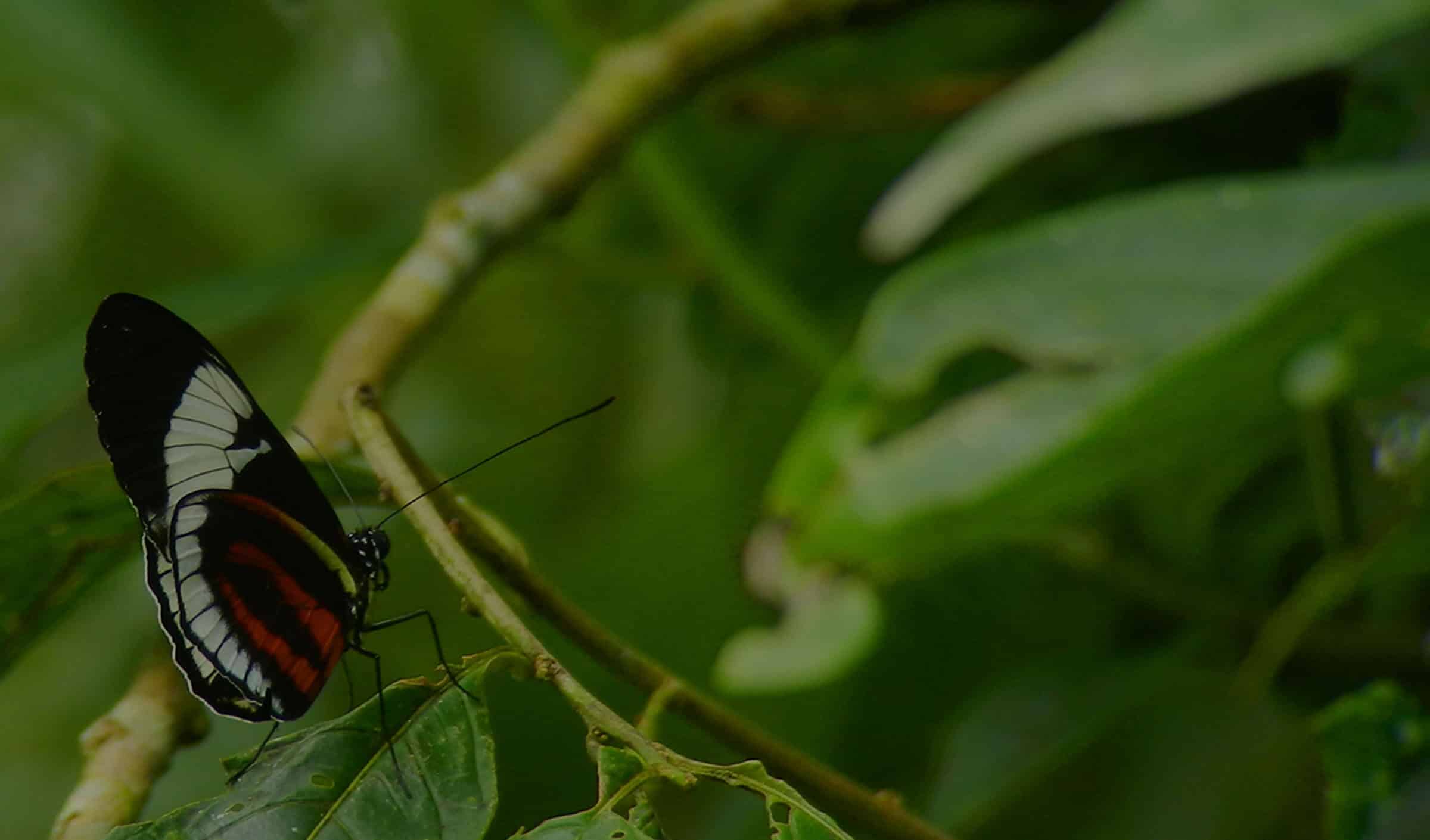 Cydno Longwing Panama
