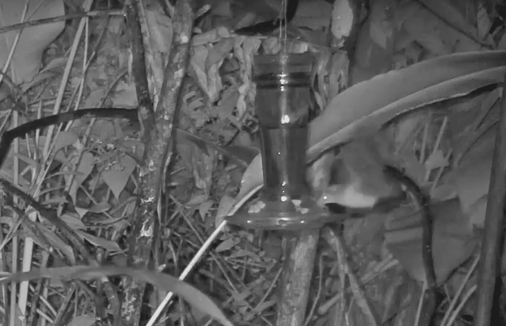 Bats of the Canopy Lodge