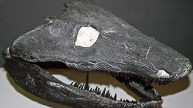 Image of the skull of a large, flat-headed animal with a toothy jaw.