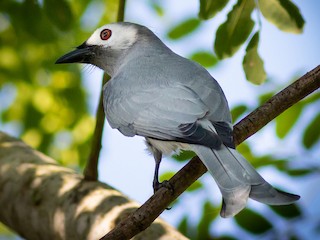 Adult (White-cheeked) - ML133717981