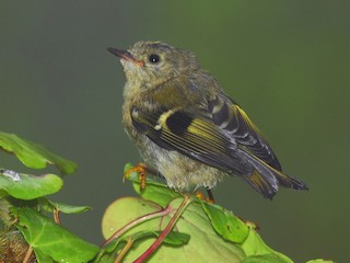 Juvenile (Sao Miguel) - ML256750781