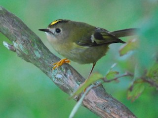 Adult (Western Azores) - ML256750791