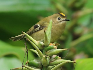 Adult (Sao Miguel) - ML256750801