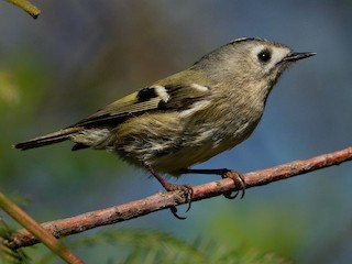 Adult (Asian) - ML256750811