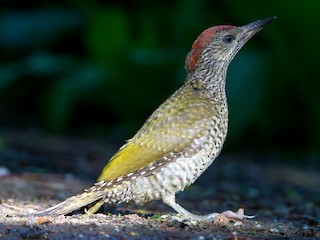 Juvenile - ML258101201