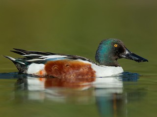Breeding male - ML300124811