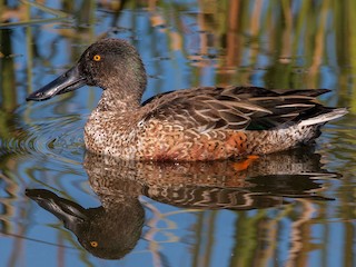 Nonbreeding male - ML300125131