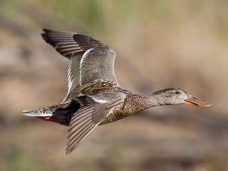 Female/immature - ML300125511