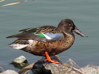 Nonbreeding male - ML300126221