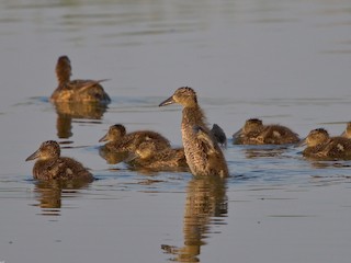 Chick - ML300126761
