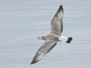 Juvenile (European) - ML362144481
