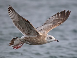 Juvenile (Kamchatka) - ML362144511