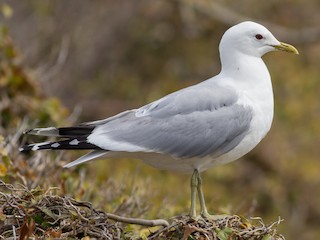 Breeding adult (European) - ML362144561