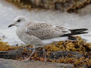 Juvenile (European) - ML362144571