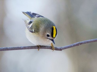 Adult (European) - ML45035621