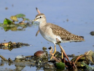 Nonbreeding adult - ML45199081