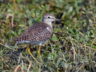 Adult - ML45199101
