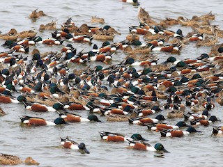 Flock - ML60312531