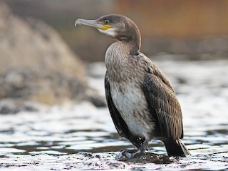 Juvenile (North Atlantic) - ML66026561