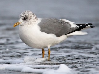 Nonbreeding adult (Kamchatka) - ML71314211