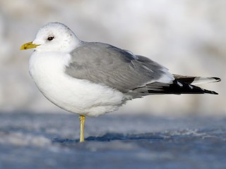 Nonbreeding adult (European) - ML71314281