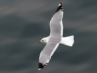 Nonbreeding adult (European) - ML71314301