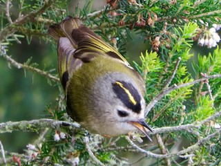 Adult (Tenerife) - ML80397781