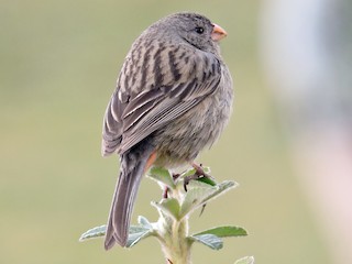 Female/immature male - ML81136131
