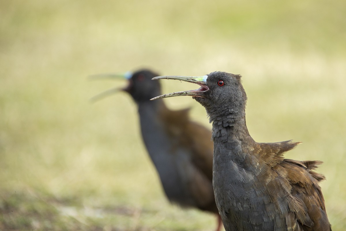 Plumbeous Rail