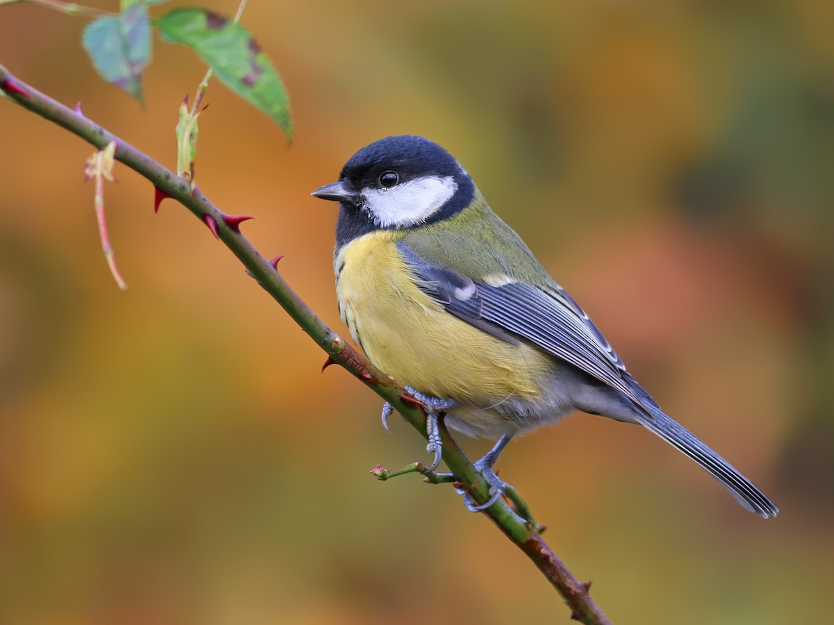 Great Tit