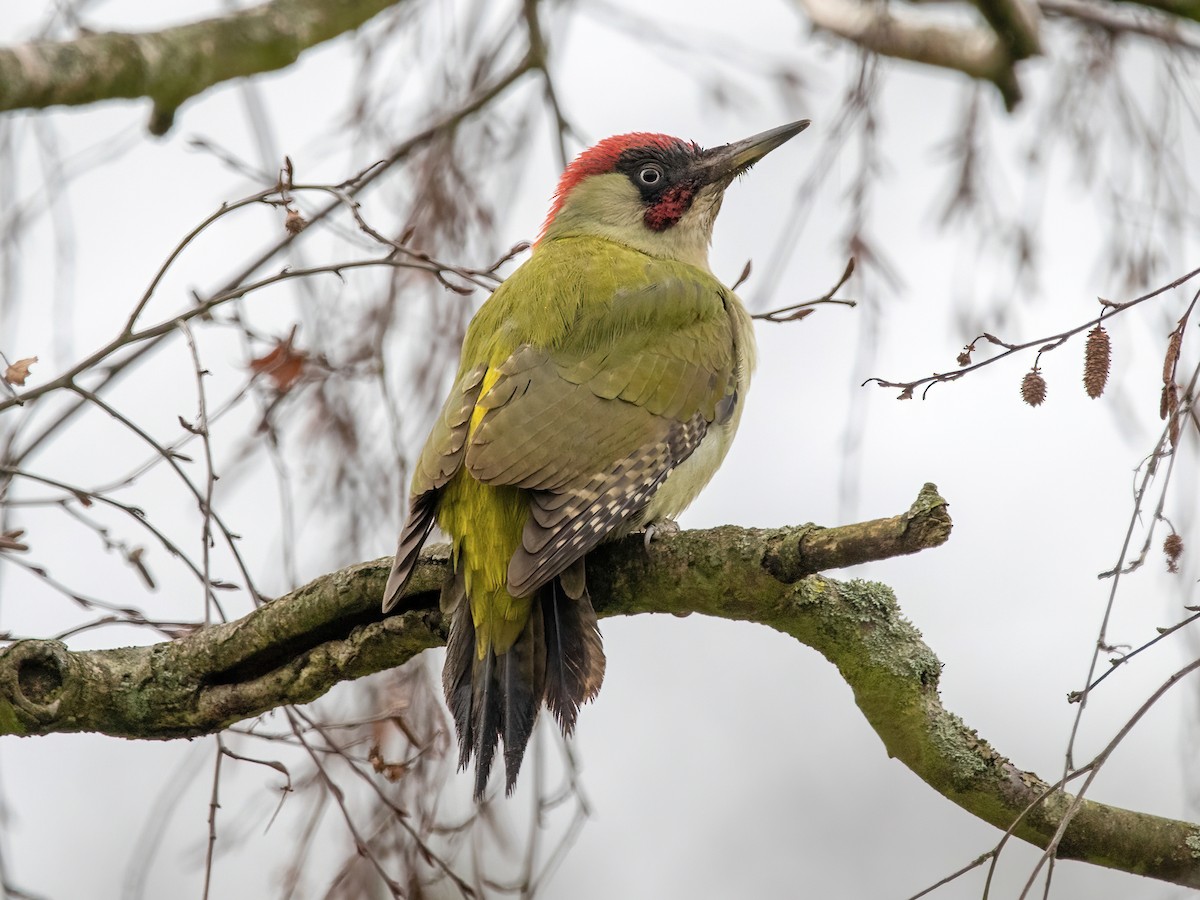 Eurasian Green Woodpecker