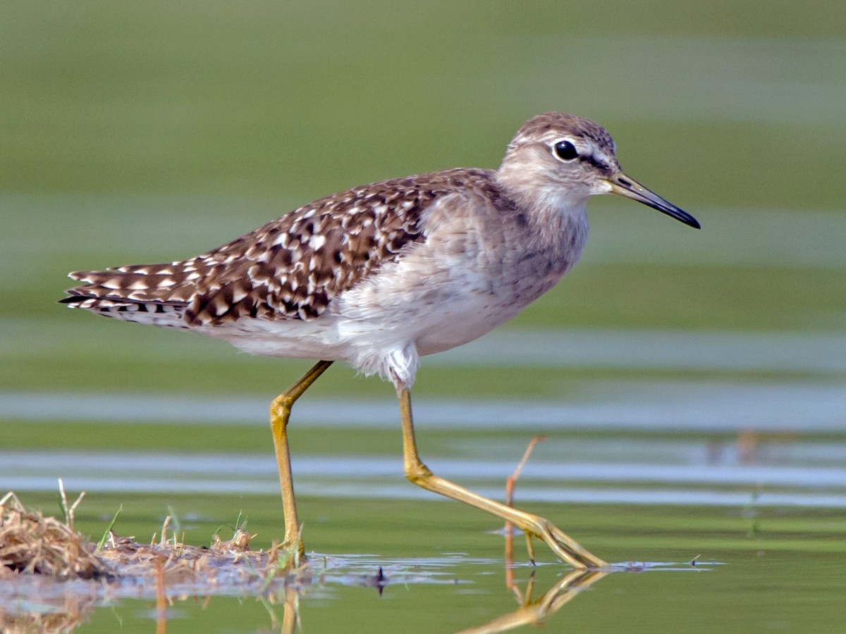 Wood Sandpiper