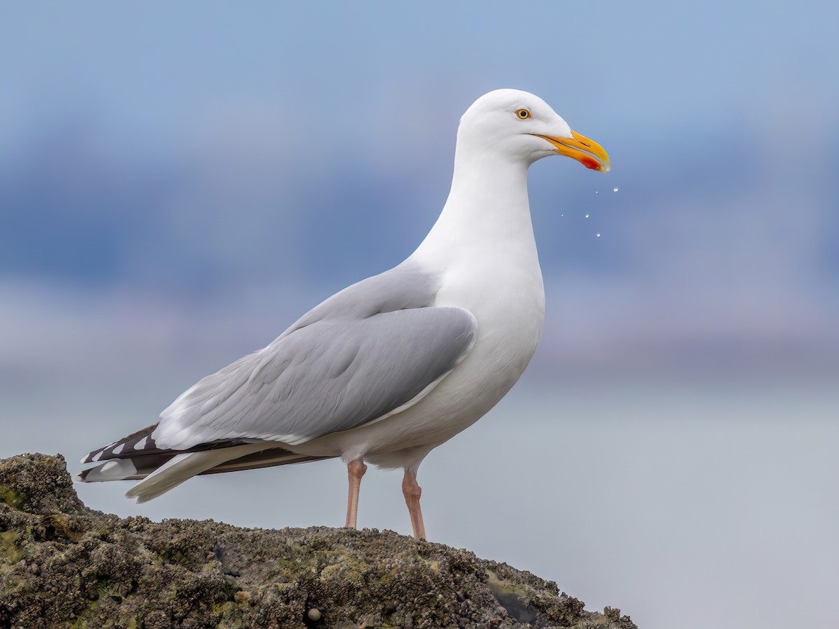 European Herring Gull