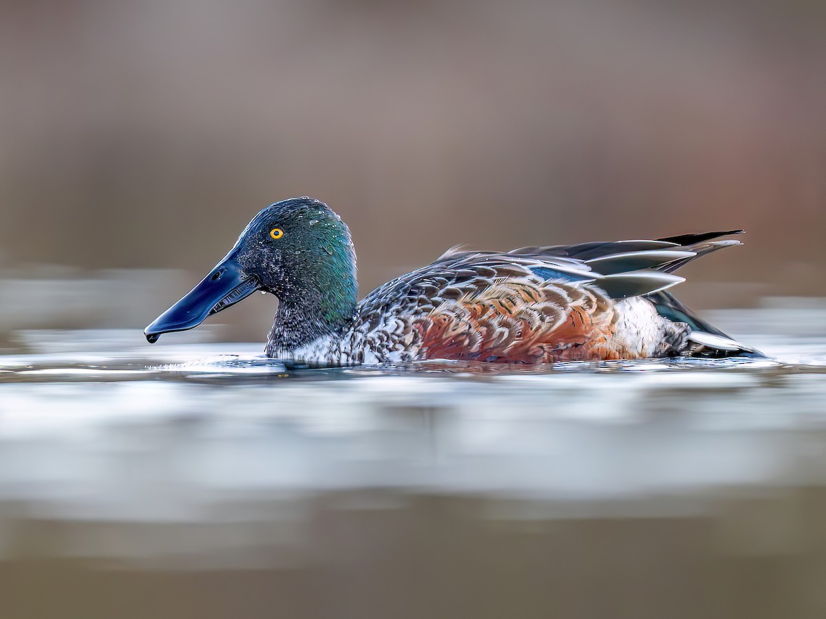 Northern Shoveler