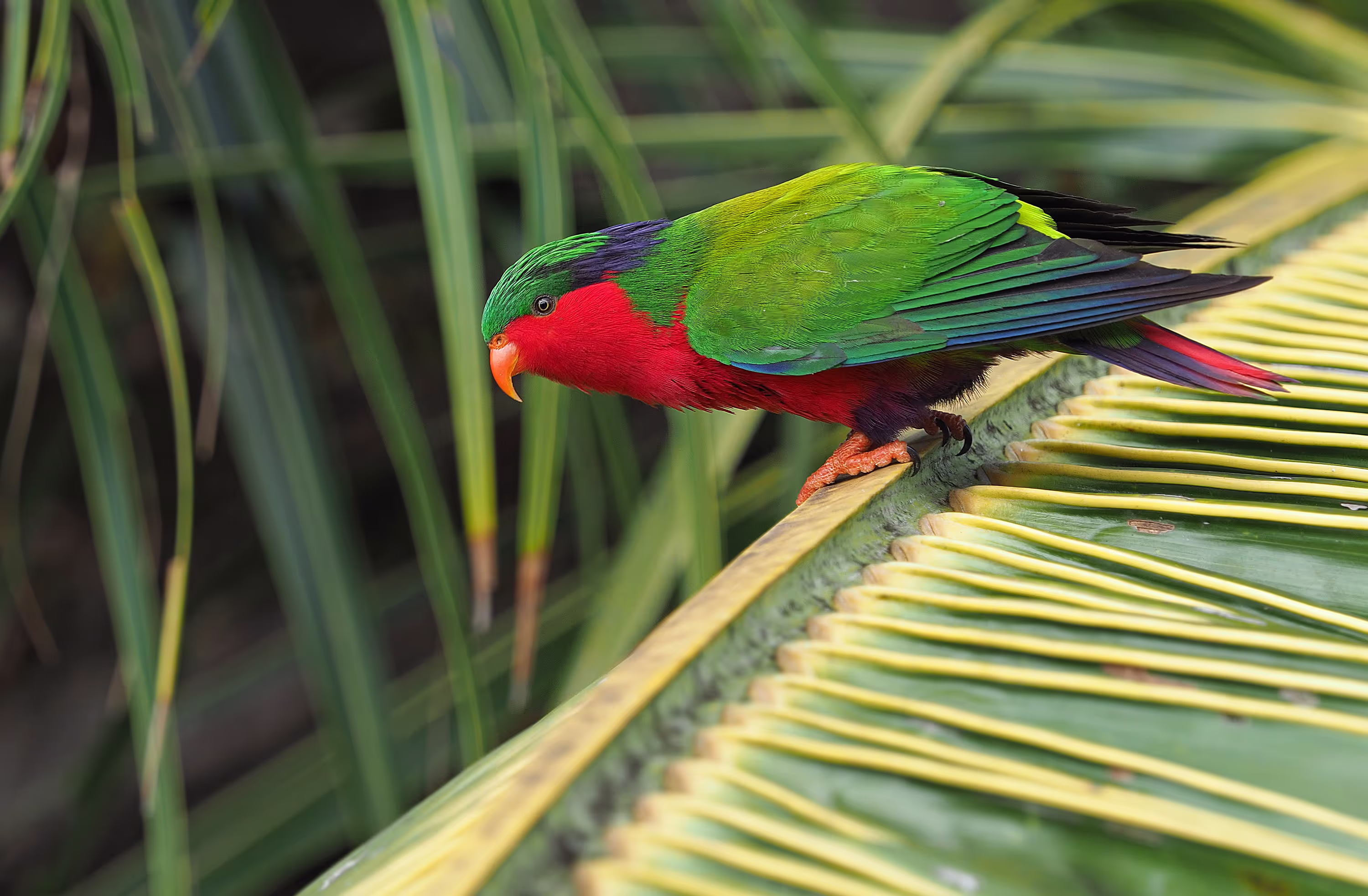 Whiskered Pitta