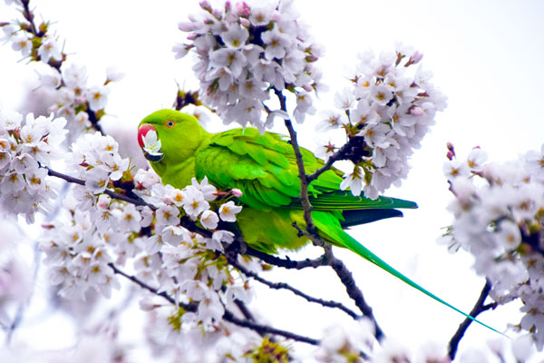 Parakeet eating fruit blossom