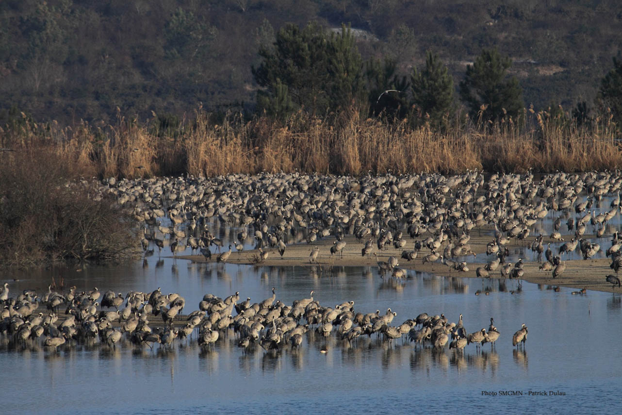 photo grus grus